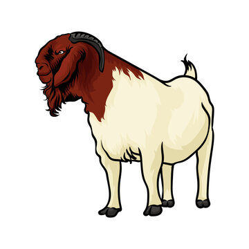 brown and white goat standing clip art preview