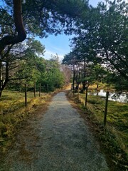 Pathway under the trees 