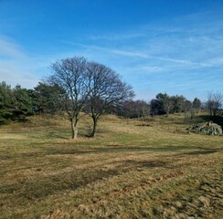 trees on the field without leafs 