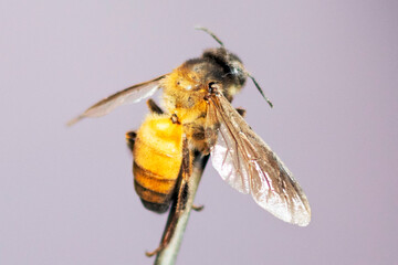 Honey bee closeup on an isolated background
