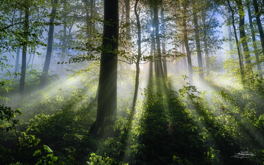 morning in the forest with fog