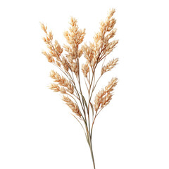 A Bunch of Dried Wheat Stalks Isolated on Transparent Background