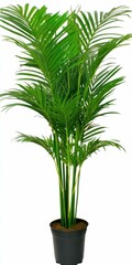Areca Plant Green. Zen Interior with Nature Texture Leaf on White Background