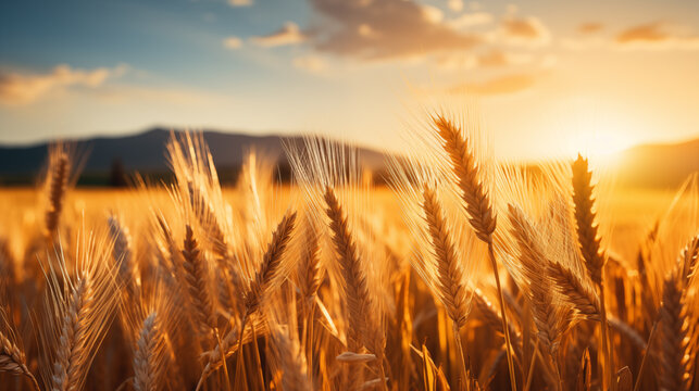 wheat field. golden wheat field and sunny day.