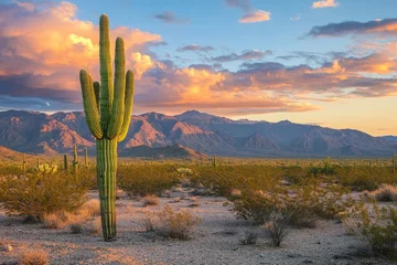Saguaro cactus standing tall in arizona desert landscape at sunset