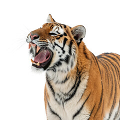 Fototapeta premium tiger on isolated PNG Background