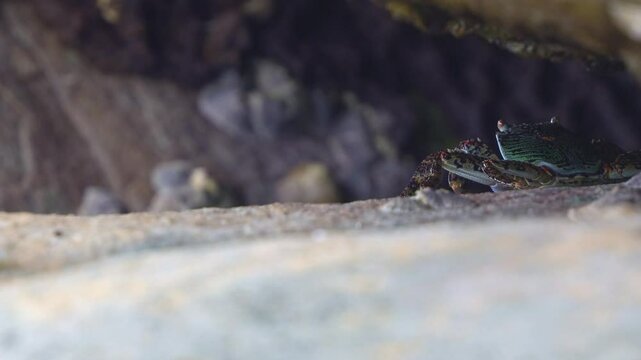 A Rock crab alerted by the surroundings, walking backward, retreat to the safety of its coastal rock shelter, surrounded by limpets and barnacles, close up shot.