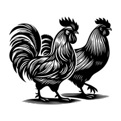 rooster isolated on white background