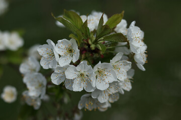 Close-up of delicate white blossoms with fresh green leaves. Soft natural light highlights the intricate floral details, creating a peaceful spring atmosphere.