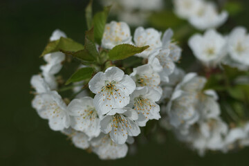 White flowers in full bloom with green leaves. Soft focus highlights the delicate petals, capturing the beauty of springtime and natural floral elegance.