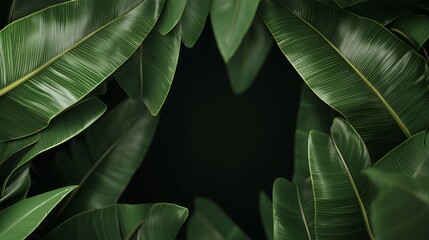 Dark Green Tropical Leaves Frame on Black Background