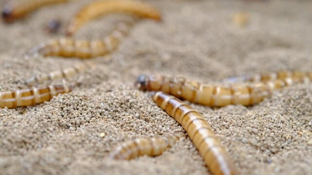 King mealworm (zophobas morio) is a popular feed ingredient that is widely used to give to reptiles, songbirds and other poultry.