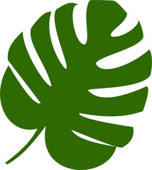 green monstera leaf illustrattion