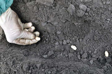 gardener's hand planting haricot seeds  in the vegetable garden