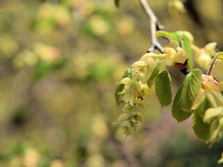 暖かくなった4月に咲いたトサミズキ（土佐水木）の花