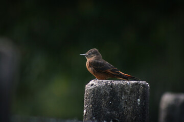 black bird with reddish feathers and long beak