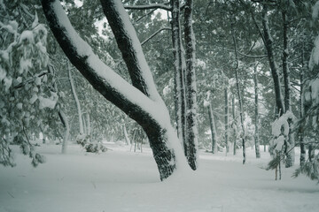 snow covered trees