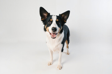 Happy border collie posing. Black, tan, and white fur. Open mouth, clean background. A friendly dog portrait.