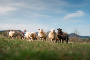 Obraz premium Female farmer walking with sheep and dogs in green meadow on international worker's day
