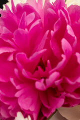 Peonies flowers. Floral beautifull background. Closeup. Nature.