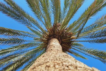 palma