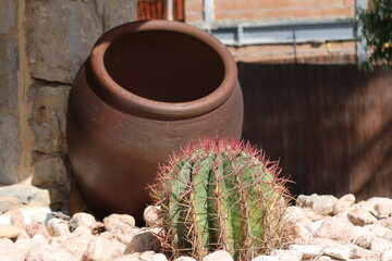 cactus in a pot