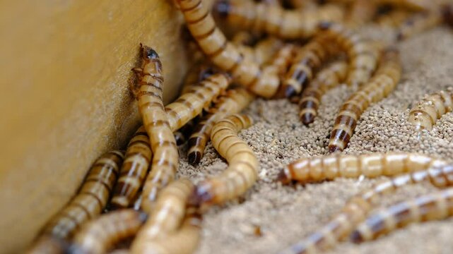 King mealworm (zophobas morio) is a popular feed ingredient that is widely used to give to reptiles, songbirds and other poultry.