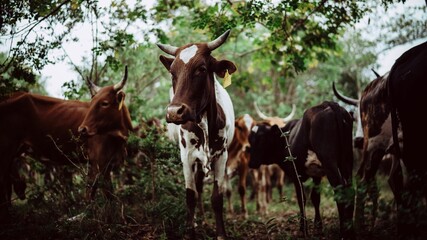 Obraz premium Herd of Cows in a Forest