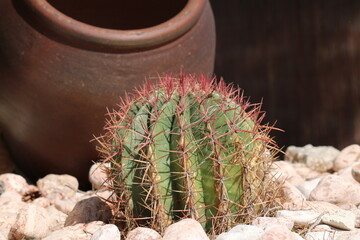 cactus in the desert