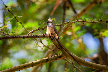 A Speckled Mousebird (Colius striatus) perched on a branch, showing its long tail and soft brown plumage