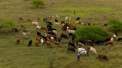 Herd of cattle grazing in a green pasture.