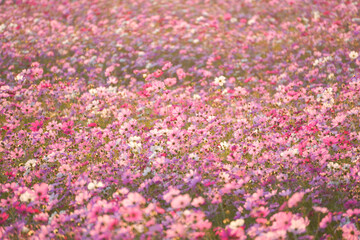 pink cosmos flowers in the garden