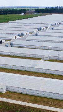 Prefabricated farm building in a green field. Many industrial buildings in rural area. View from above on white roofs of poltry farm. Vertical video