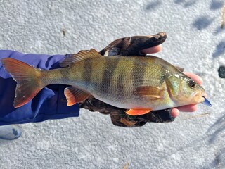Fisherman holding freshly caught perch on frozen ice surface. Winter ice fishing and outdoor adventure concept. Design for poster, banner, wallpaper, postcard