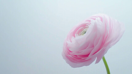 Delicate Pink Ranunculus Blossom Against a Soft Light Background Showcasing Intricate Petal Details