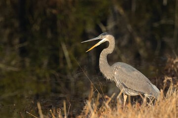Great Blue Heron by Water's Edge