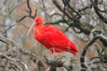Scarlet ibis on twisted branches
