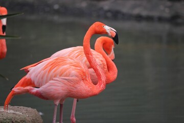Flamingos by the Water