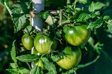 Tomatoes growing in ecological garden with biodegradable link, solanum lycopersicum