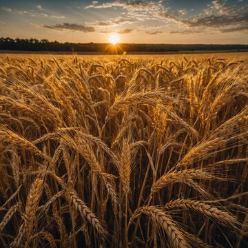 wheat field at sunset