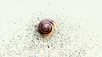 snail on a red background