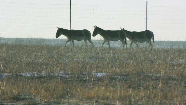 The camera follows three Onagers (Equus hemionus) as they slowly walk across the winter steppe, along the fence of the acclimatization enclosure.