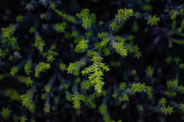 Closeup photography of green plant.Growth background.