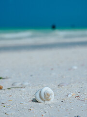 White seashell on Paje beach