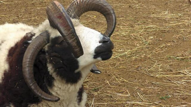 Four-horned Jacobi sheep chewing cud, portrait.
