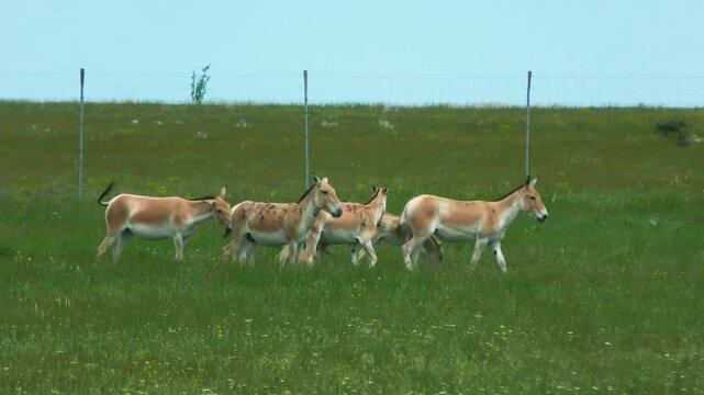 A group of adult Onagers (Equus hemionus) with small foals in the Green flowering Spring steppe moves along the mesh fence.