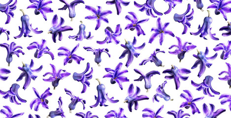 Purple hyacinth flowers isolated on white background. Floral pattern. With clipping path. Spring floral arrangement, flying flowers. Mockup for design. Congratulations on March 8, Mother's Day