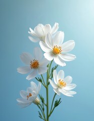 Fototapeta premium Close-up of white cosmos flowers on stem against blue background. Delicate floral arrangement with white petals, yellow stamens. Spring bloom. Freshness of summer nature. Floral wallpaper pattern for
