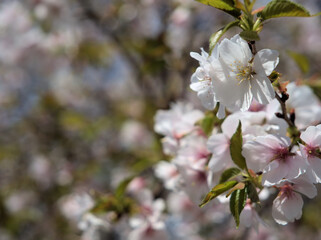 Obraz premium 4月に咲いたピンク色の桜「越の福かさね（コシノフクカサネ）」