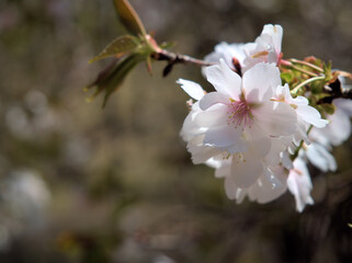 Obraz premium 4月に咲いたピンク色の桜「越の福かさね（コシノフクカサネ）」